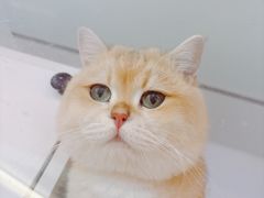 -三花喵·撸猫购宠·宠物生活馆(虹桥南丰城店)