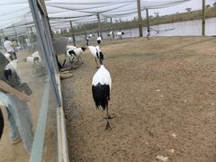 -盐城丹顶鹤湿地生态旅游区