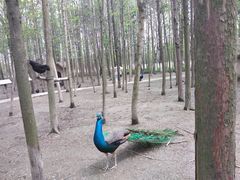 -昆山城市生态森林公园