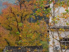 -塔川景区