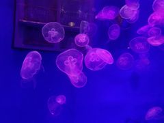 -大连圣亚海洋世界