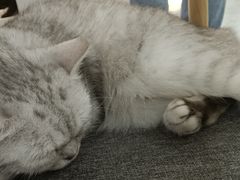 -喵园·猫主题咖啡厅·撸猫·猫咖(国贸店)