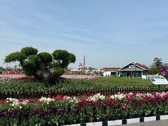 -荷兰花海