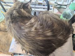 -平行世界·猫咖(首经贸店)