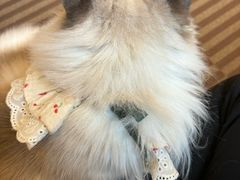 -MOCHA明星猫咖(田子坊店)