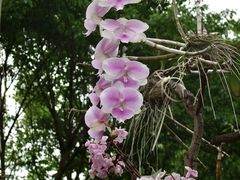 -东莞植物园