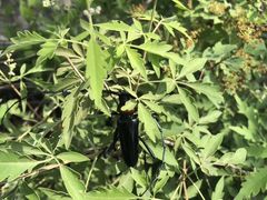 -阳台山自然风景区