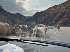 -芦芽山旅游度假区