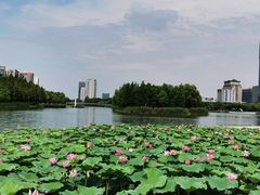 -陈家山荷花公园