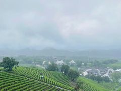 -白茶原·一片叶子