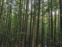 -山王坪喀斯特国家生态公园
