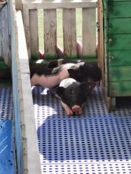 -萌宠亲子动物乐园(槐房万达店)