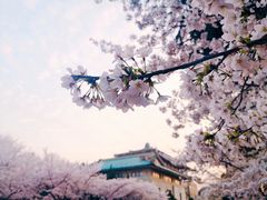 -武汉大学-樱园