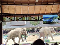 -野象谷景区