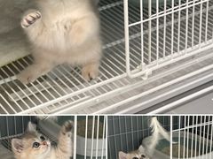 -翊宠yipet猫狗购宠庄园犬舍•猫舍