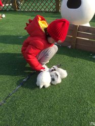 -萌宠亲子动物乐园(槐房万达店)