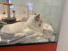 -babydoll猫舍·米努特·德文·缅因(久光中心店)