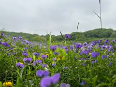 -苏州上方山国家森林公园