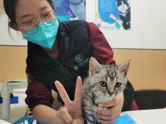 -瑞派·关忠动物医院·猫专科·犬专科(三环新城店)