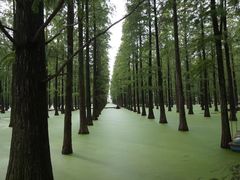 -渌洋湖湿地公园