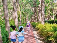 -合肥滨湖国家森林公园