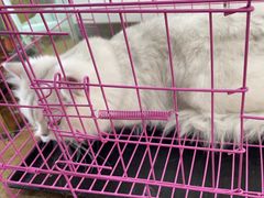 -糯米喵星人总部直营旗舰店·猫舍·幼猫出售