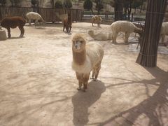 -鄂尔多斯野生动物园