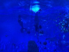 -石家庄极地海洋世界