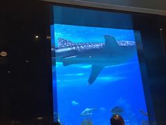 -长隆海洋王国-海洋大街餐厅