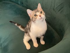 -猫大福·Fortune Cat猫舍(百子湾店)