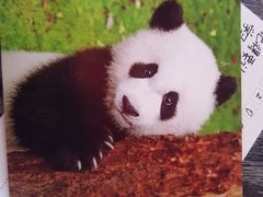 纪念品-成都大熊猫繁育研究基地