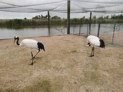 -盐城丹顶鹤湿地生态旅游区