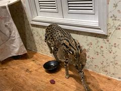 -猫小院猫主题餐厅(三里屯店)