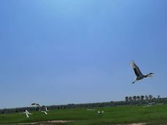 -盐城丹顶鹤湿地生态旅游区