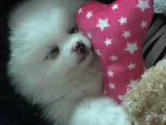 -1013 PET SHOP 宠物商店(近铁城市广场店)