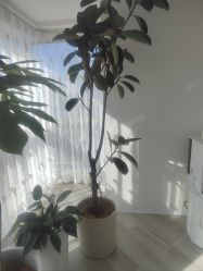 -HEYAN荷妍专业脱毛连锁机构