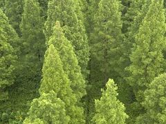 -黄海国家森林公园