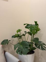 -北京米扬丽格医疗美容·联合丽格鼻整形中心