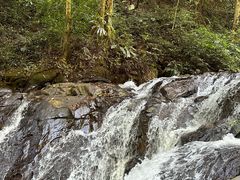 -莫里热带雨林景区