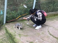 -西霞口神雕山野生动物世界