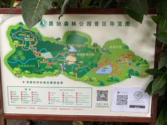 -西双版纳原始森林公园