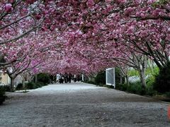 -莱阳濯村樱花园