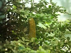 -中国科学院华南植物园