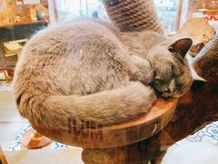 -more than meow吴止猫主题餐厅(承德 中船汇店)