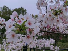 -顾村公园