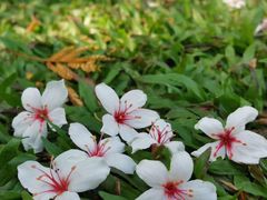 -火炉山森林公园