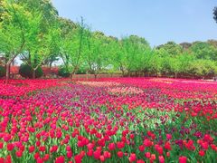 -上海鲜花港