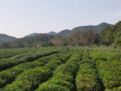 -中国茶叶博物馆(双峰馆区)