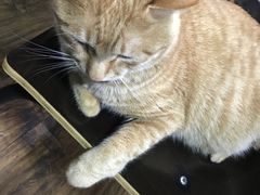 -盛天毛血旺非遗美食(观音桥店)