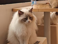 -有喵·猫咖·狗咖·30几只猫10只小狗(岗厦店)